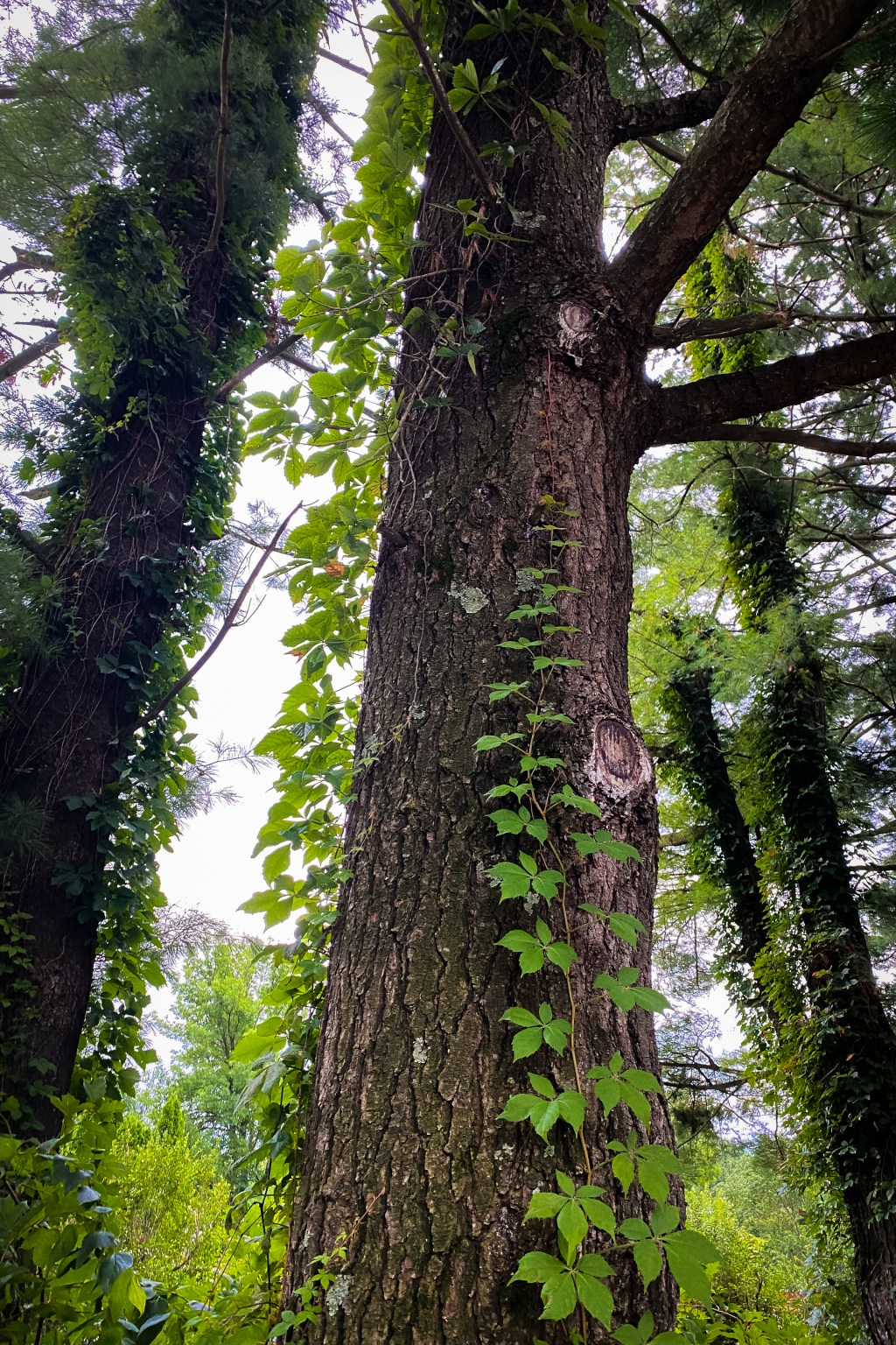 Blossoming Words: How Plants Transformed My&nbsp;Writing